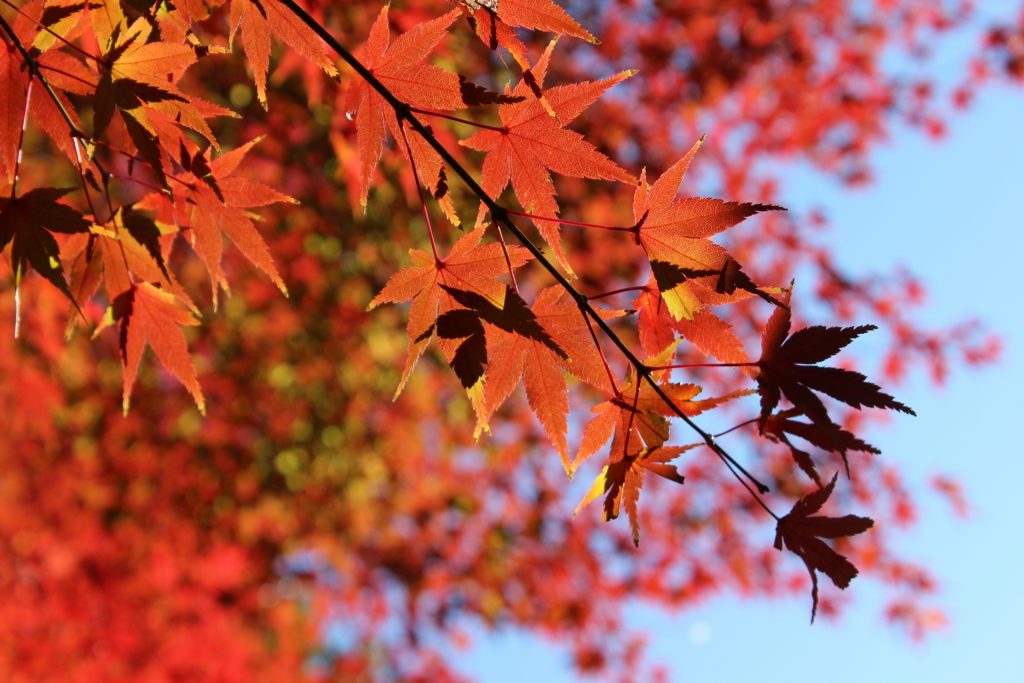 Momiji