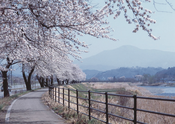 綾織の桜並木