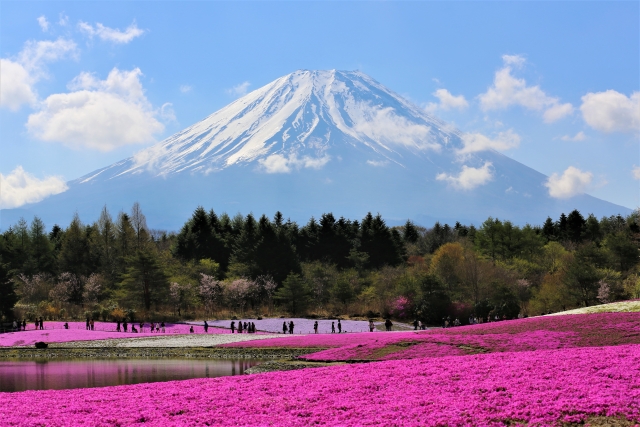 富士芝桜まつり